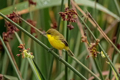 Pseudocolopteryx acutipennis