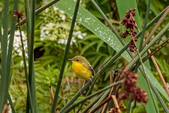 Pseudocolopteryx acutipennis