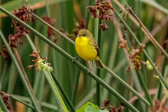 Pseudocolopteryx acutipennis