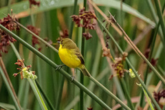 Pseudocolopteryx acutipennis