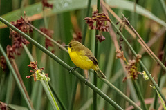 Pseudocolopteryx acutipennis