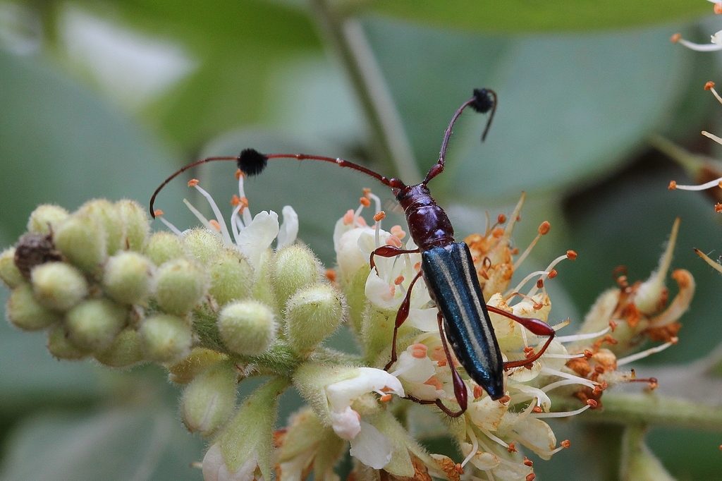 Cosmisoma capixaba