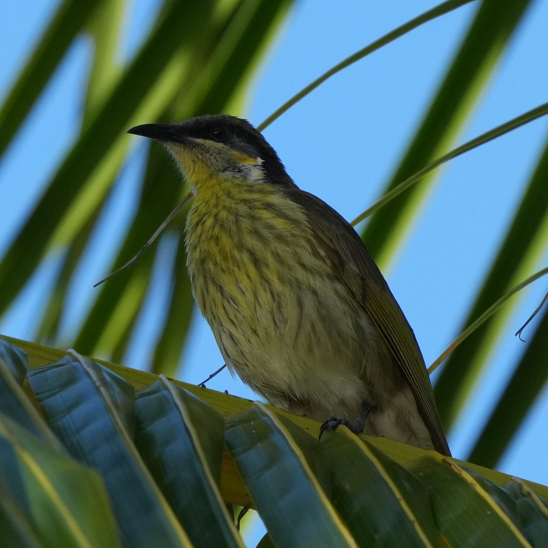 Varied Honeyeater illustration