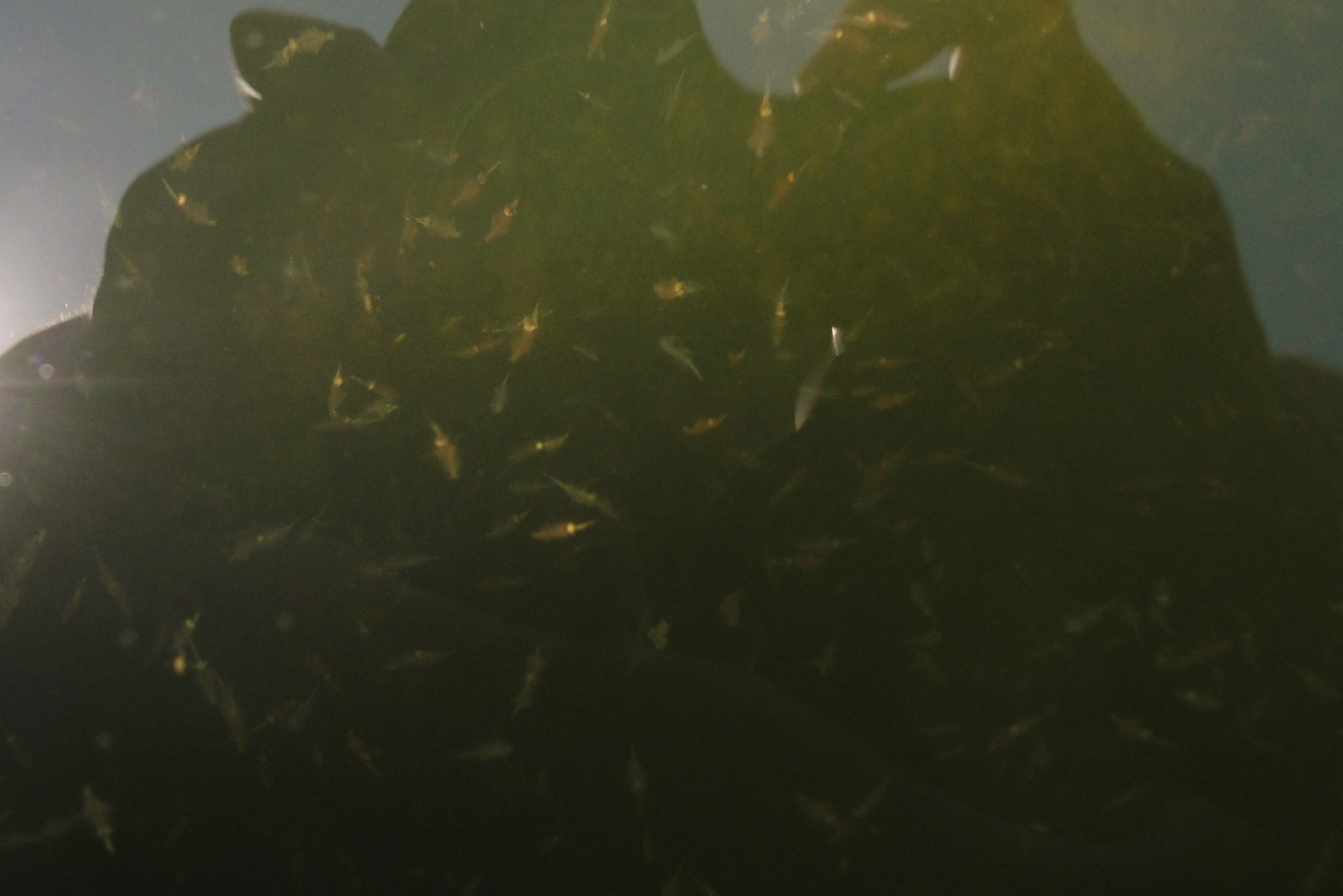 Artemia monica Verrill, 1869