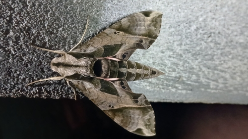 Eumorpha analis
