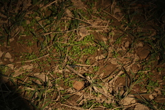 Diplacodes trivialis