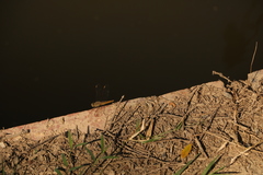 Brachythemis contaminata