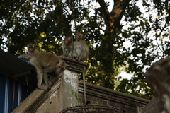 Macaca fascicularis