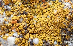 Flavoplaca citrina