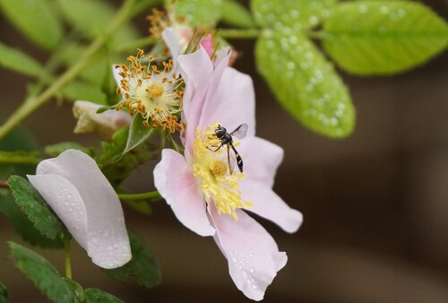 iNaturalist observation photo of Four-speckled Hover Fly