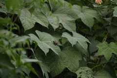 Araneidae