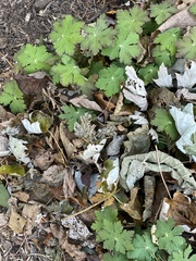 Geranium carolinianum carolinianum
