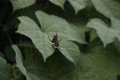 Araneidae