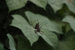 Araneidae