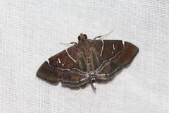 Lamprosema
