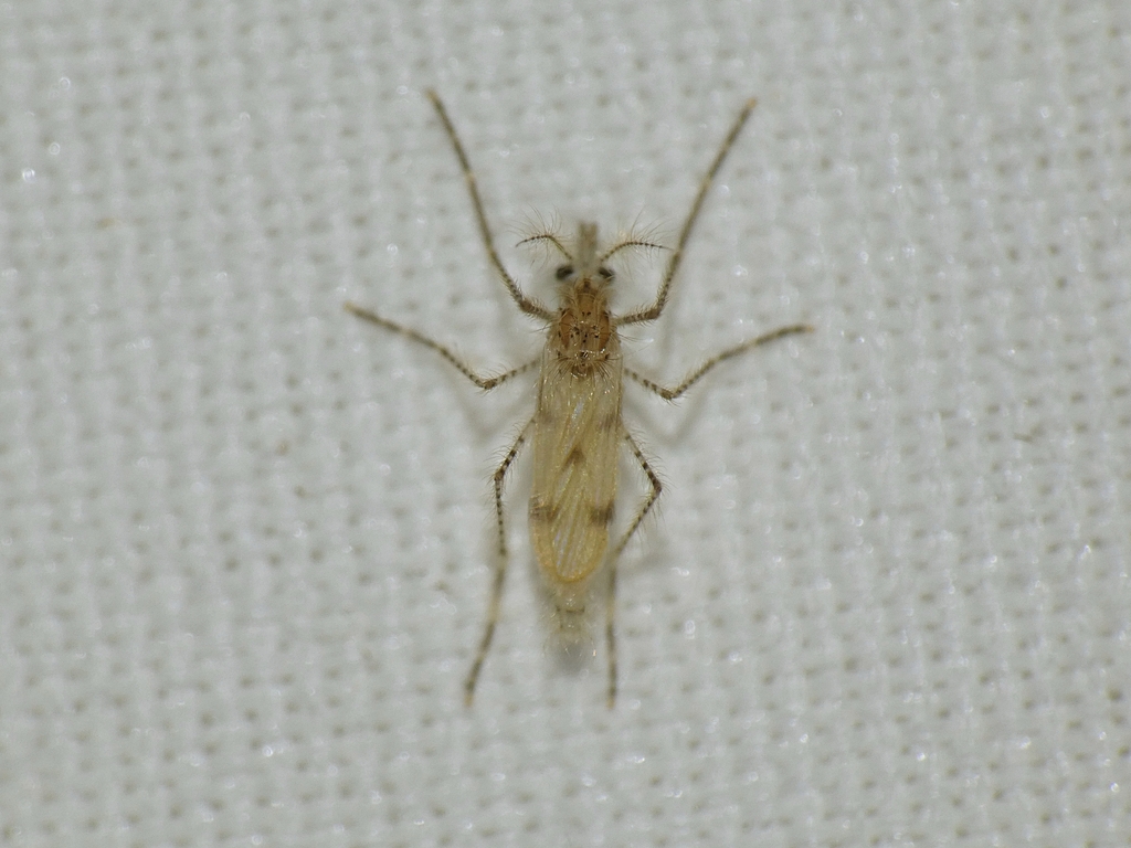 Chaoborus queenslandensis