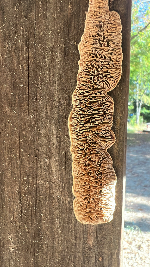 Gloeophyllum