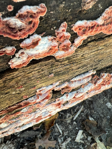 Trembling Crust