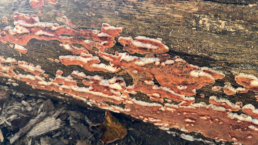 Trembling Crust