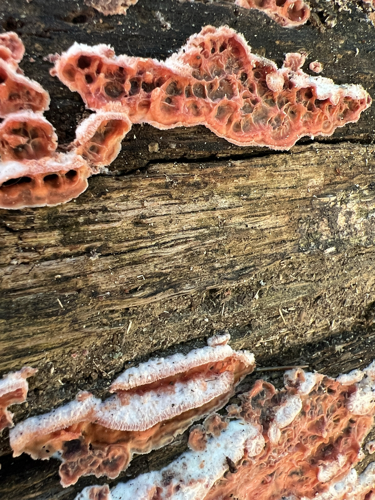 Trembling Crust