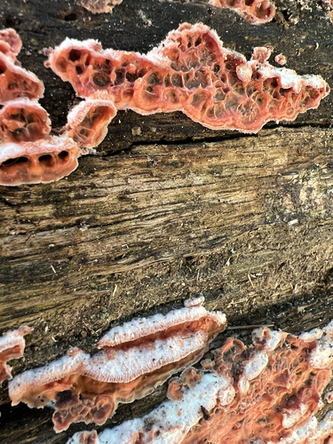 Trembling Crust
