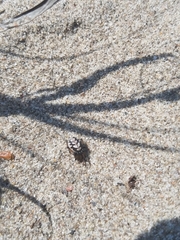 Steatoda albomaculata