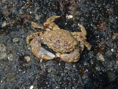 Beaded Hairy Crab