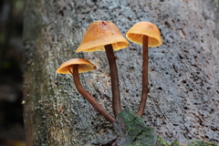 Gymnopilus picreus