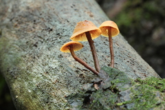 Gymnopilus picreus