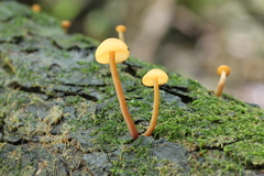 Gymnopilus picreus