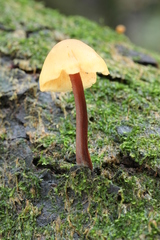 Gymnopilus picreus