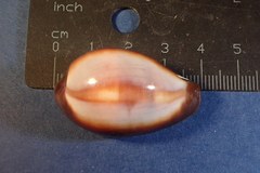 Erronea onyx