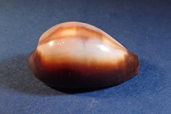 Erronea onyx