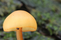 Gymnopilus picreus