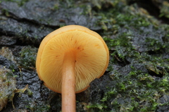 Gymnopilus picreus