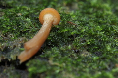 Gymnopilus picreus