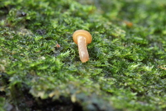 Gymnopilus picreus