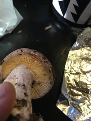 Lactarius montanus