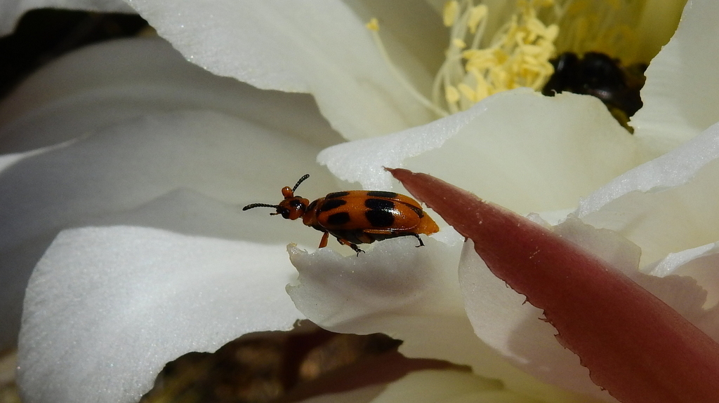 Tetraonyx propinqua
