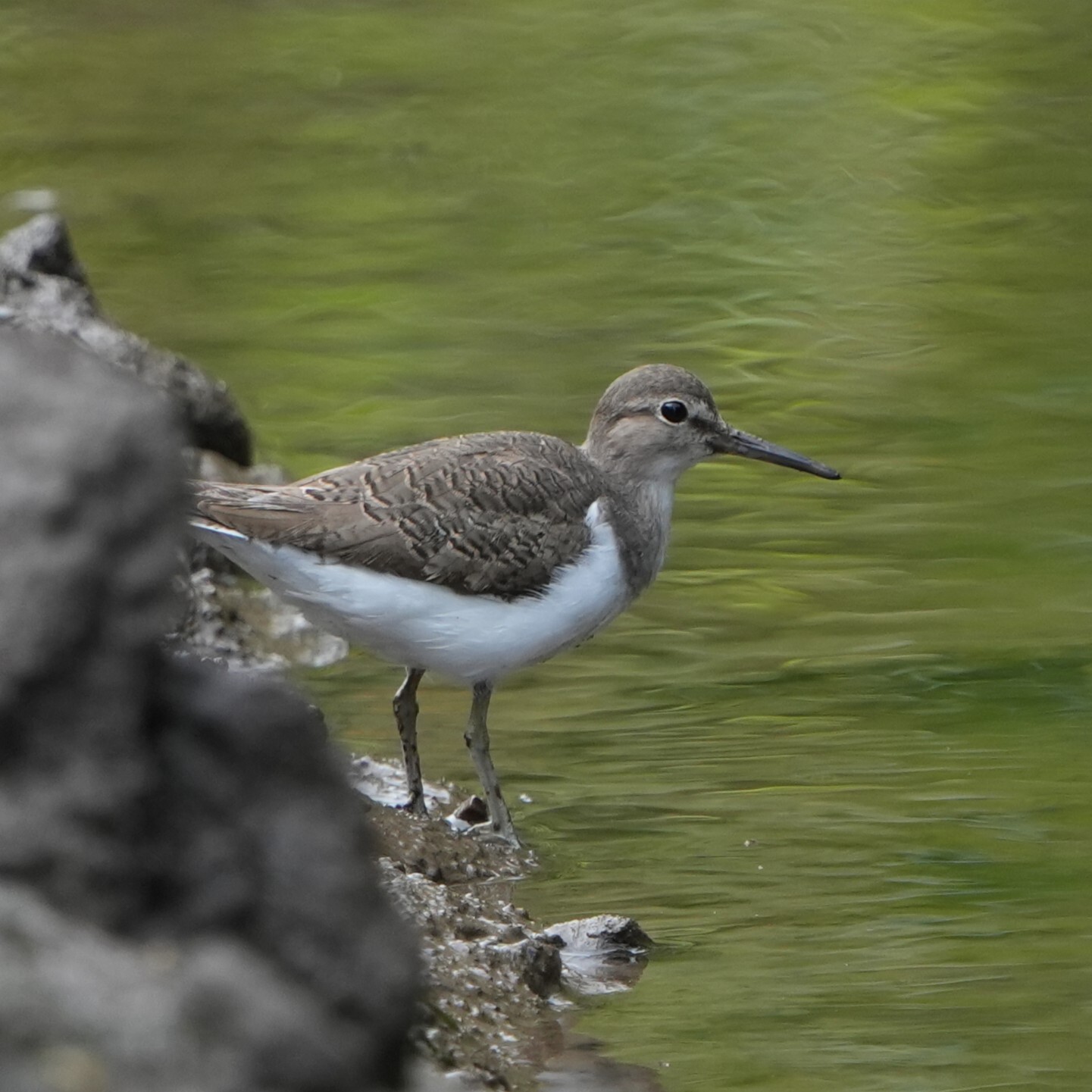 Common Sandpiper (Actitis hypoleucos)