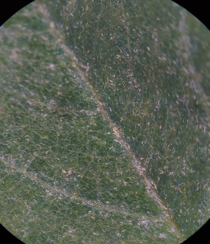 black locust leaf curl mite