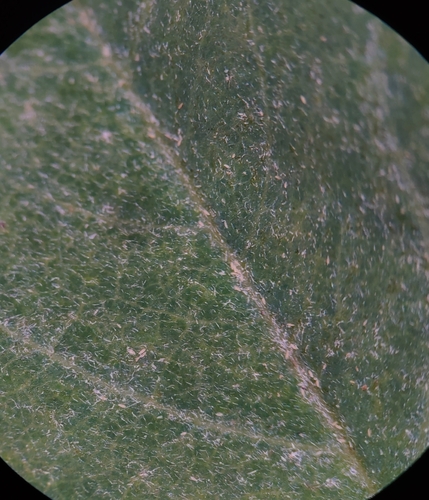 black locust leaf curl mite