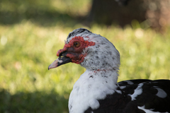 Cairina moschata domestica