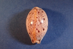 Lyncina lynx