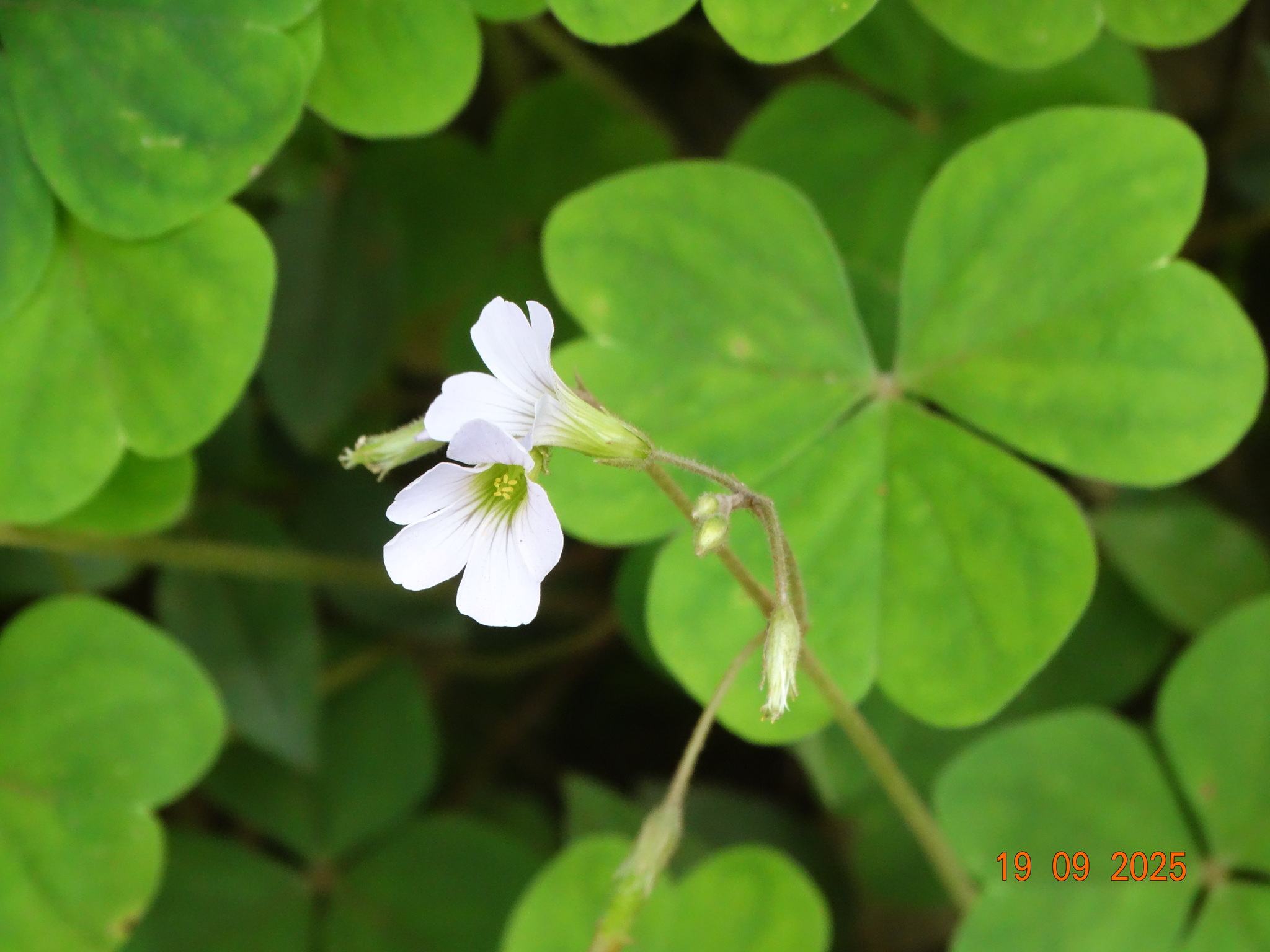 Oxalis linarantha