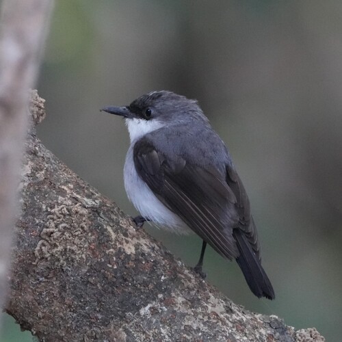 Mangrove Robin (Melanodryas pulverulenta), photo 8