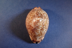 Mauritia grayana image