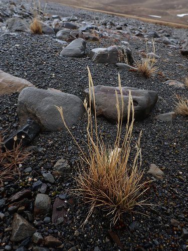 Image of Festuca contracta by (c) Alison Copeland, some rights reserved (CC BY)