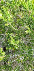 Melaleuca lanceolata