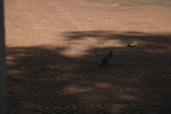 Geopelia striata